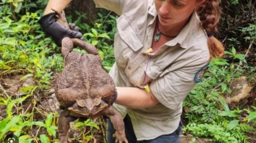 Así es "Toadzilla", el sapo más grande del mundo que fue encontrado en Australia 