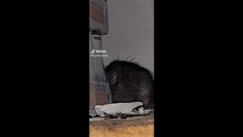 "Pensé que era tierna": Mujer capta momento en que es atacada por una rata y se viraliza (Vídeo)
