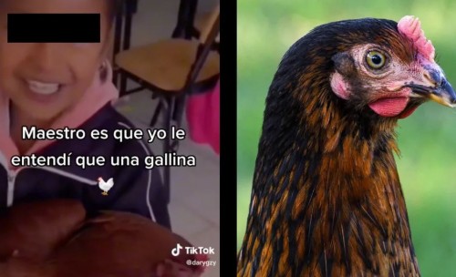 "Me la pidió el maestro": Niña se confunde y lleva una gallina a clases como tarea (Vídeo)