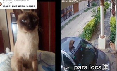 Mujer no se da cuenta que su gato va en el toldo del auto; arranca y así sale a la calle, incidente se hace viral (Vídeo)