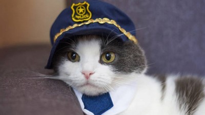 Conoce a Nimis, el adorable “gato policía” que se ha vuelto famoso al "vigilar" las calles de Ámsterdam (Vídeo)