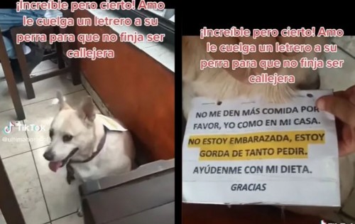 Perrita finge ser de la calle para que la alimenten, dueño le pone letrero para alertar a personas (Vídeo)