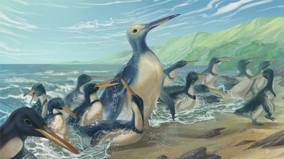 Encuentran los fósiles del pingüino más grande del mundo 