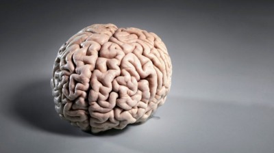 Esta universidad en Dinamarca tiene la mayor colección de cerebros humanos en sus sótanos 