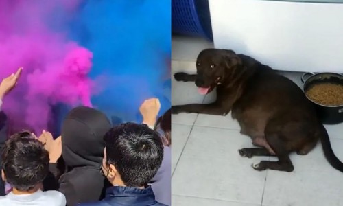 Alumnos de secundaria adoptan a perrita embarazada y le celebran su "baby shower" (Vídeo)