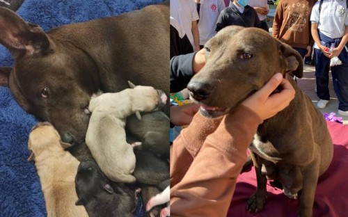 Chispita ya dió a luz, la perrita a la que alumnos de secundaria le organizaron un baby shower (Vídeo)