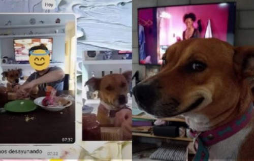 Perrito
