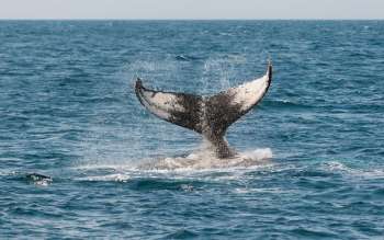 Encuentran sin vida a ballena con 22 kilos de plástico dentro