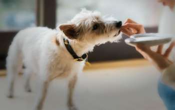 Un sustituto común del azúcar puede ser mortal para los perros