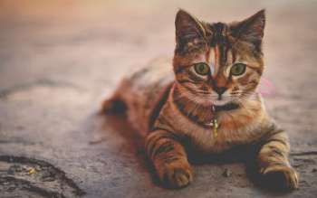 Crean vacuna contra alergia a los gatos