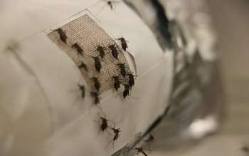 El tejido a base de grafeno protege contra los mosquitos