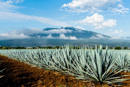 Expertos de la UNAM descubren cuatro nuevas especies de agave