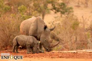 Disminuyen las cifras de caza furtiva de rinocerontes en sudáfrica