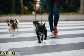 Australia multará a los dueños que no saquen a pasear a sus perros