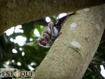 Murciélagos podrían propagar vacuna contra la rabia