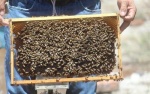 Celebran apicultores el Día de la Abeja desde el Parque Xicohténcatl