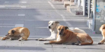 Turquía planea sacrificar 4 millones de perros callejeros si no les encuentra dueño 