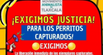 Captura de perros callejeros en Tlaxcala desata protesta animalista