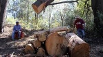 Persisten tala clandestina en La Malinche y Tlaxco pese a operativos