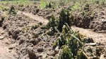 Foto: Cortesía Lluvias en Sierra Norte dañaron más de 3 mil hectáreas de cultivos