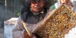 Lanzan estrategia nacional para cuidar a las abejas