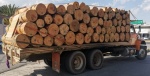 Tlaxcala activa estrategia clave para supervisar transporte de madera en todo el estado