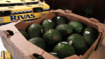 Foto: Cortesía Aguacates de Michoacán para exportación a Estados Unidos