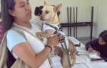 Foto: Cortesía Urgen censo de perros y gatos en Tlaxcala para diseñar políticas públicas efectivas