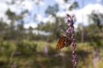 Polinizador sobre una flor. Fotografía cortesía de Tyler Jones, UF/IFAS. Persona observando polinizadores en una planta con flores.