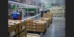 Foto: Cortesía Aguacates de Michoacán listos para exportación