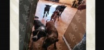 Foto: Cortesía Perros rescatados de un inmueble en Puebla