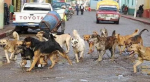 Foto: Cortesía Perros y gatos en situación de calle en Tlaxcala