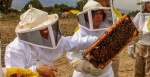 Foto: Cortesía Apicultor mexicano revisa colmenas de abejas