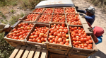 Tomates mexicanos en un mercado de Estados Unidos.