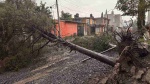Solo 15 árboles han caído por lluvias en Puebla durante 2026