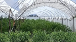 Foto: Cortesía Invernadero donde fueron aseguradas plantas de cannabis en Romita.