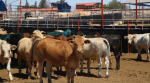 Ganadero mexicano junto a terneros que serán exportados a Estados Unidos.