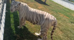 Foto: Cortesía Tigres y otros animales exóticos asegurados en un rancho de Tamaulipas