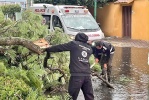 Foto: Cortesía Personal de Protección Civil retira un árbol caído en Tlaxcala.