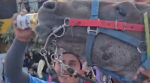 Caballo durante presunto caso de maltrato animal en Puebla
