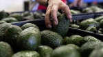 Foto: Cortesía Jalapeños, aguacates y lechugas mexicanas en revisión sanitaria.