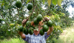 Foto: Cortesía Inspectores revisan aguacates en Michoacán.