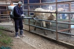 Foto: Cortesía Veterinaria revisa un animal durante acciones de prevención contra gusano barrenador.