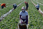 Foto: Cortesía Trabajadores agrícolas de Tlaxcala participan en programa laboral en Canadá.