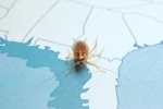 Cucaracha en el interior de un departamento.