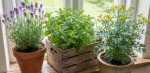 Foto: Cortesía Plantas aromáticas como lavanda, menta y ruda en macetas para prevenir alacranes.