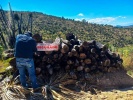 Foto: Cortesía Elementos de seguridad durante operativo contra tala ilegal en La Malinche.