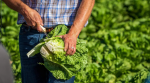 Foto: Cortesía Lechuga mexicana bajo investigación sanitaria en Estados Unidos.