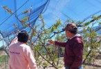 Foto: Cortesía Entrega de apoyos a productores de durazno en Tlaxcala.
