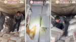 Foto: Cortesía Costales con droga asegurada en un tractocamión en Sonora.
